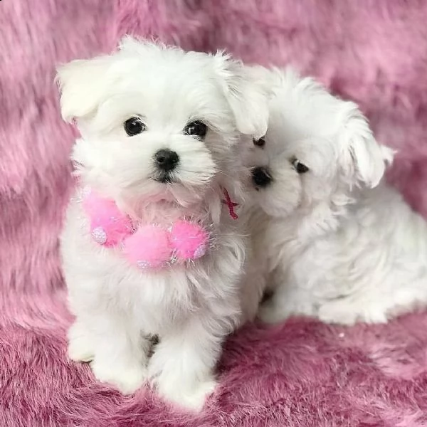 bellissimi cuccioli di maltese teacup in vendita bellissimi cuccioli di teacup maltese pronti per og | Foto 0