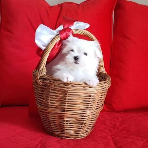 cuccioli maltesi dolci e giocherelloni in adozione, maschi e femmine ##### adorabili cuccioli maltes