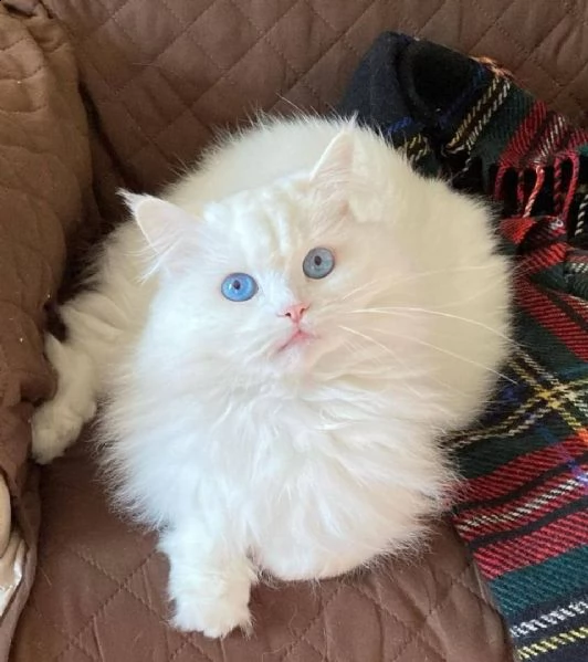 affettuosi gatto persiano