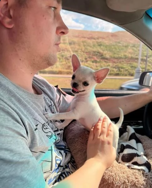 bellissimi cuccioli di chihuahua boston tigrato nero e bianco bellissimi cuccioli neri tigrati e bia