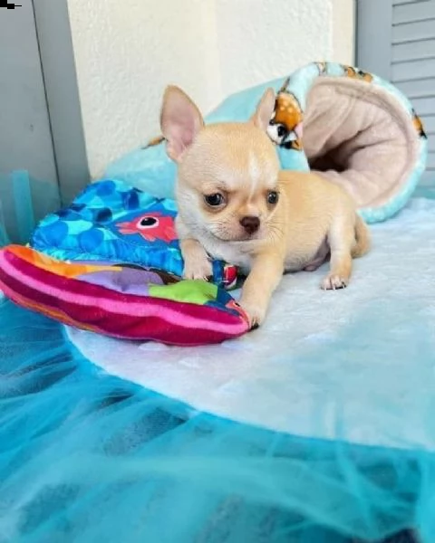 due cuccioli di chihuahua di prima classe disponibili per l'adozione maschio e femmina questi splend | Foto 1