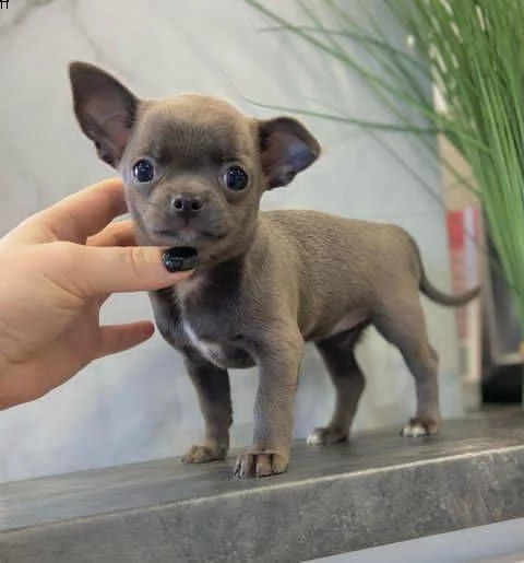 3 cuccioli di chihuahua di razza pura in cerca di una casa fantastica i nostri cuccioli di chihuahua