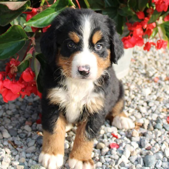 cuccioli bovaro del bernese in regalo 