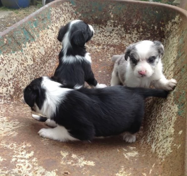 adorabili cuccioli di border collie in adozione gratuiti