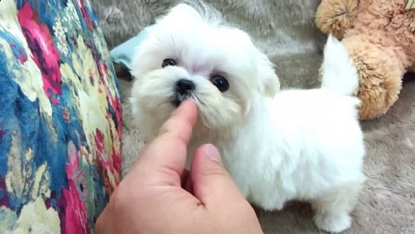 simpatici cuccioli di razza maltese ciao, siamo 5 cuccioli maltesi di razza pura, non abbiamo ancora