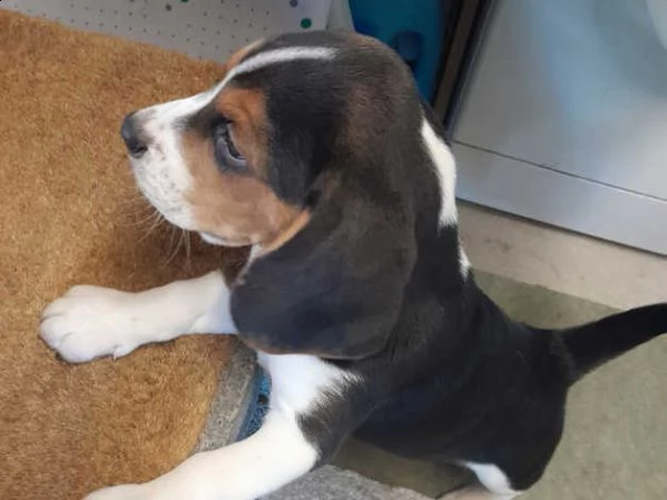 splendidi cuccioli di beagle | Foto 2