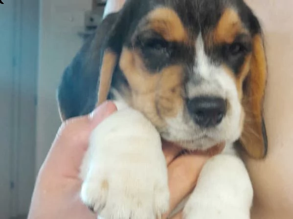 splendidi cuccioli di beagle | Foto 1
