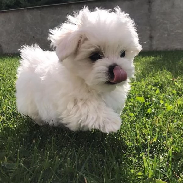 adorabili cuccioli maltesi per amanti degli animali maschi e femmine i cuccioli sono carini. a propo | Foto 0