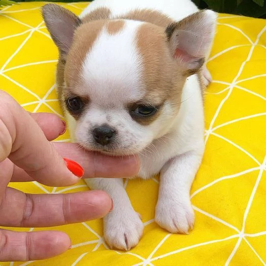 bellissimi cuccioli di chihuahua a pelo corto cercano una nuova famiglia adorabile e premurosa abbia | Foto 0