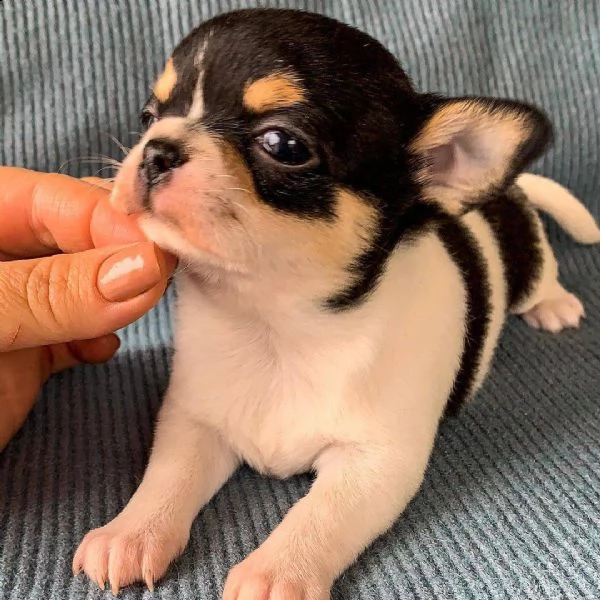 bellissimi cuccioli di chihuahua a pelo corto cercano una nuova famiglia adorabile e premurosa abbia