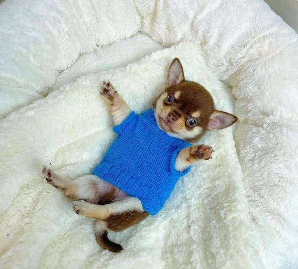 cuccioli di chihuahua maschi e femmine disponibili per una casa premurosa e amorevole.   sono molto  | Foto 1