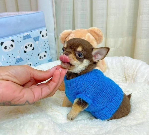 cuccioli di chihuahua maschi e femmine disponibili per una casa premurosa e amorevole.   sono molto 