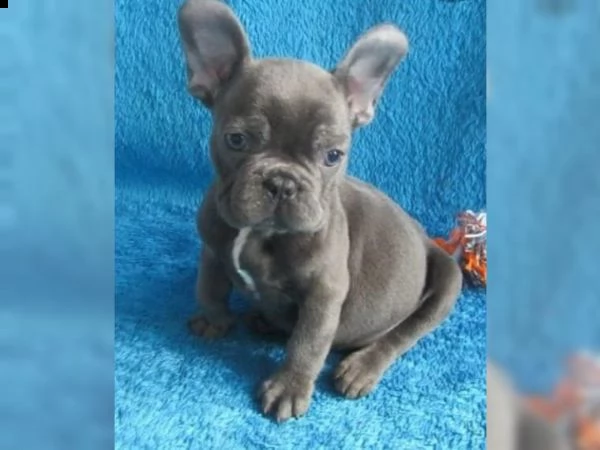 cuccioli di bouledogue francese 