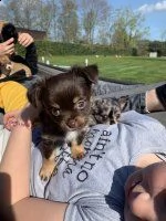  cucciolo di chihuahua 