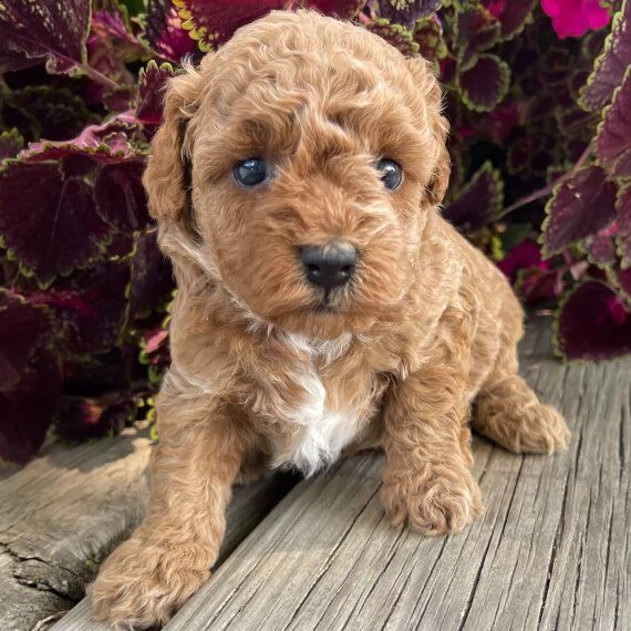regalo barboncino cuccioli