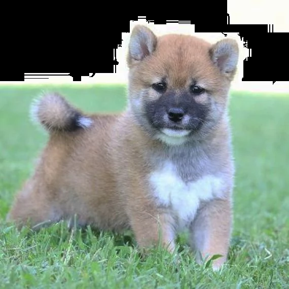 regalo due cuccioli di shiba inu per l'adozione