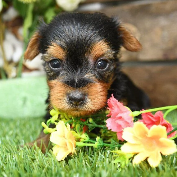 regalo abbiamo avere amorevole yorkie cuccioli per l'adozione