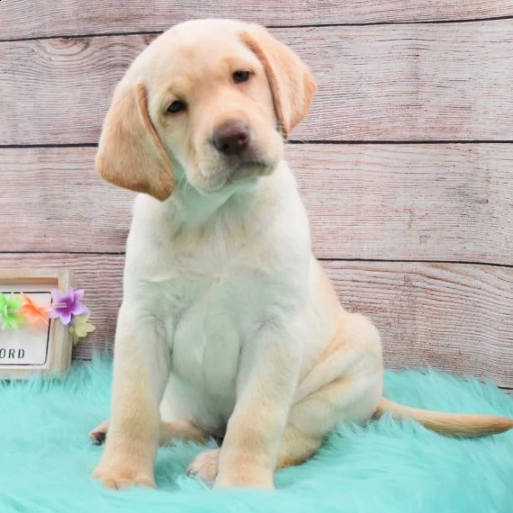 bello labrador , maschio e femmina, in labrador