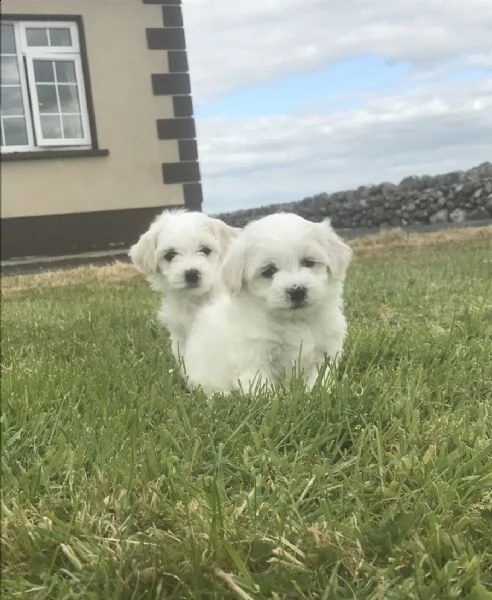 maltese cuccioli in adozione gratuiti ( regalo)