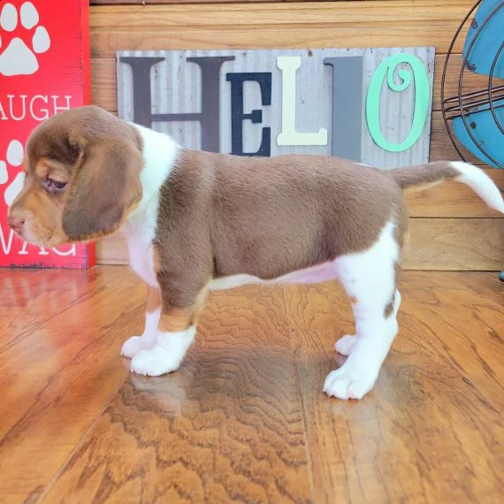 regalo cuccioli di beagle 