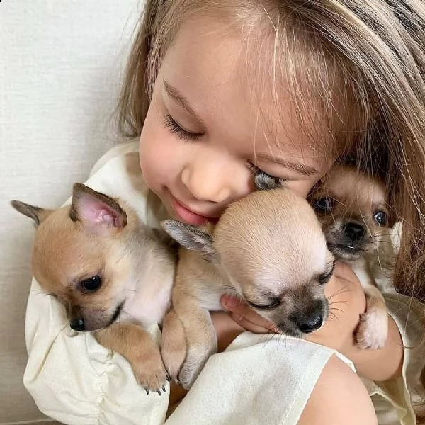 bellissimi cuccioli di chihuahua boston tigrato nero e bianco bellissimi cuccioli neri tigrati e bia | Foto 0