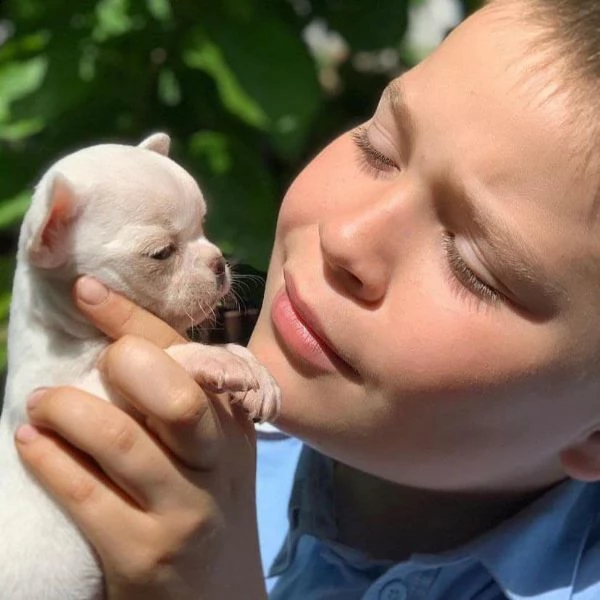 bellissimi cuccioli di chihuahua boston tigrato nero e bianco bellissimi cuccioli neri tigrati e bia