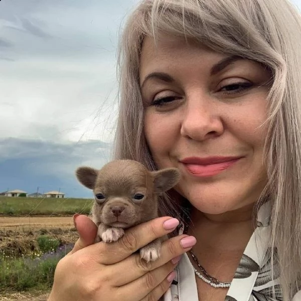 adorabili cuccioli di chihuahua eccezionali in cerca di una nuova casa adorabili cuccioli di chihuah | Foto 1