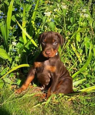 207398cuccioli splendidi dobermann