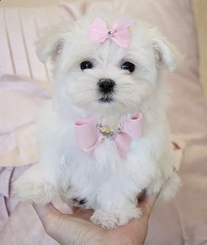 disponibili magnifici cuccioli di maltese maschi e femmine bellissimi cuccioli di maltese. cresciuto