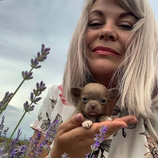 due cuccioli di chihuahua teacup hanno bisogno urgentemente di una nuova famiglia splendidi cuccioli