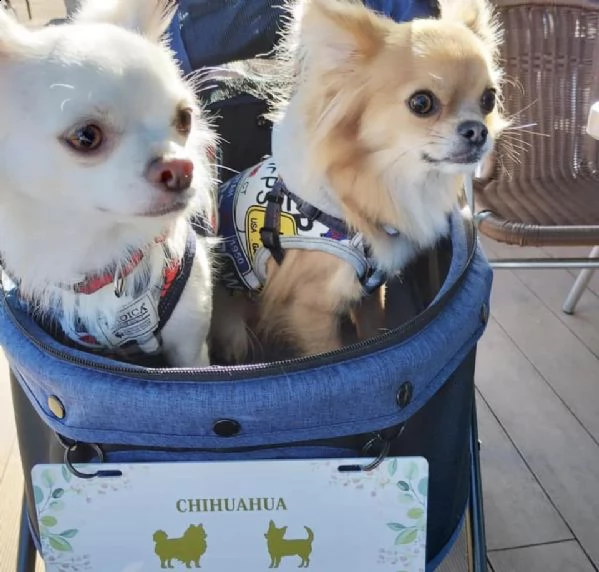 giocoso teacup maltese cuccioli per adozione urgente maschio e femmina (omaggio) ho due cuccioli in  | Foto 1