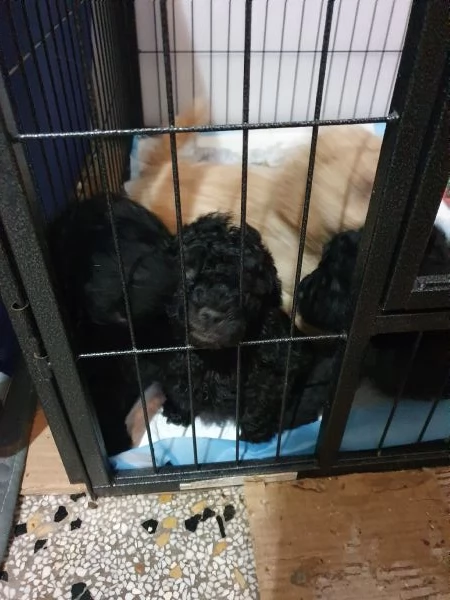 Cuccioli Barboncino  | Foto 2