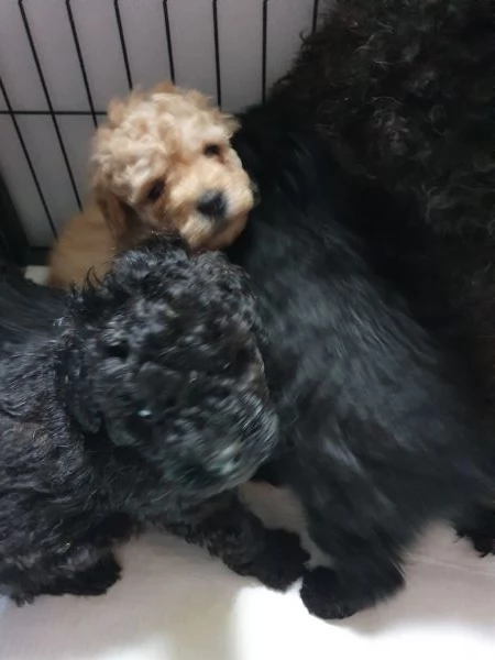 Cuccioli Barboncino  | Foto 1