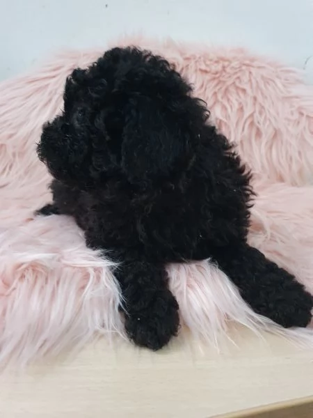 Barboncino maschio | Foto 0