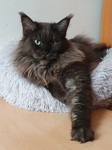 Maine Coon femmina  | Foto 0