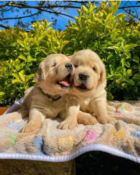  regalo cuccioli di golden retriver disponibili bellissimi cuccioli di golden taglia standard mantel
