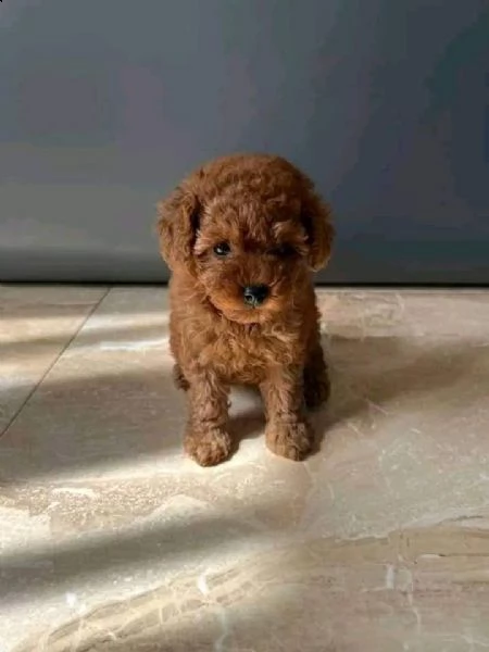 disponibili cuccioli di barboncino sani e eccezionali