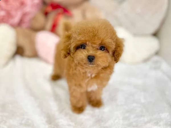 disponibili cuccioli di barboncino sani e eccezionali