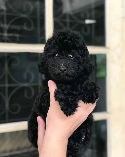 disponibili cuccioli di barboncino sani e eccezionali