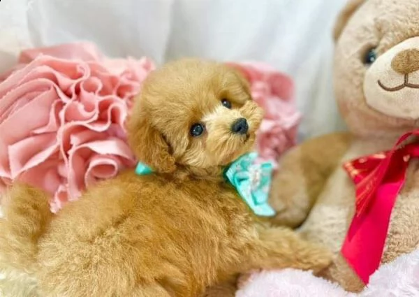 disponibili cuccioli di barboncino sani e eccezionali