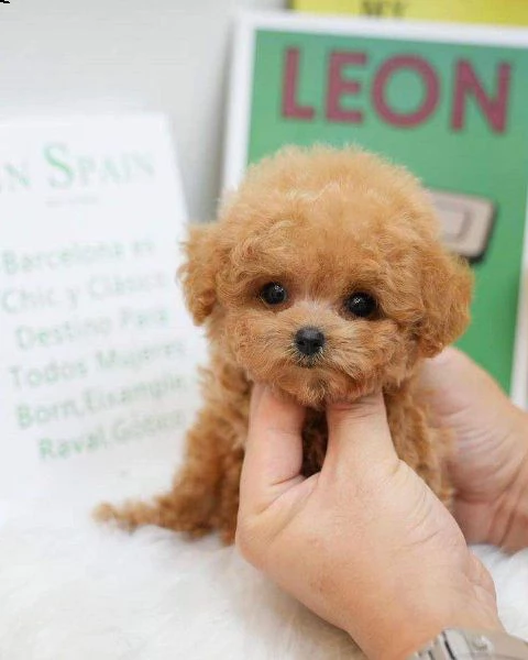 disponibili cuccioli di barboncino sani e eccezionali