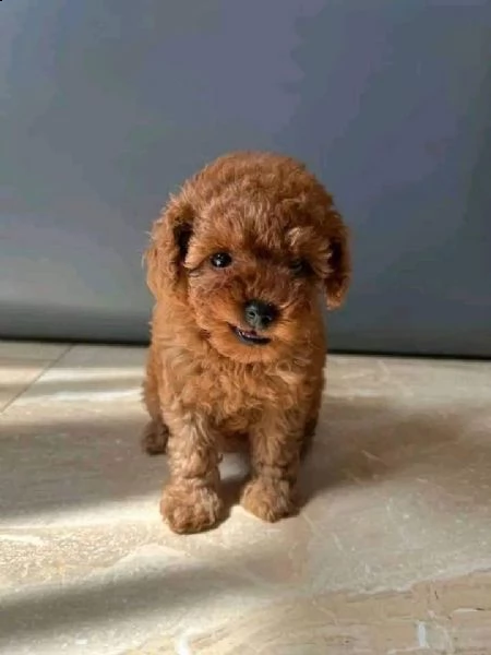 disponibili cuccioli di barboncino sani e eccezionali