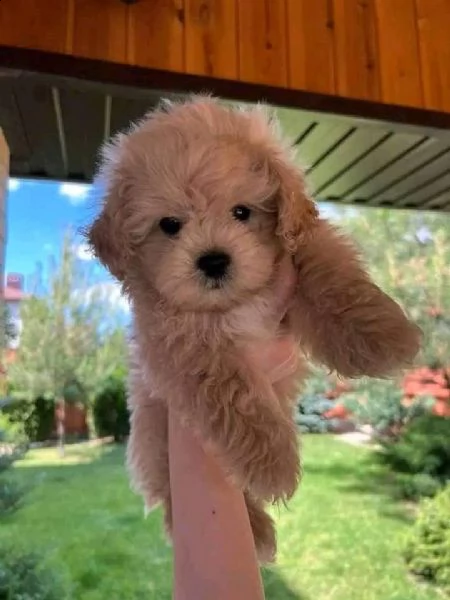 disponibili cuccioli di barboncino sani e eccezionali