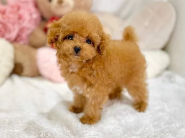 disponibili cuccioli di barboncino sani e eccezionali