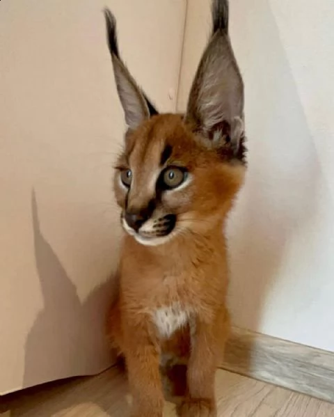gattino caracal, caracat disponibile | Foto 4