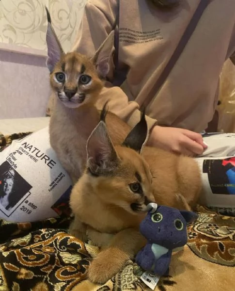 gattino caracal, caracat disponibile | Foto 2