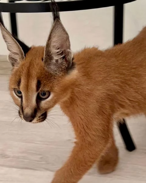gattino caracal, caracat disponibile