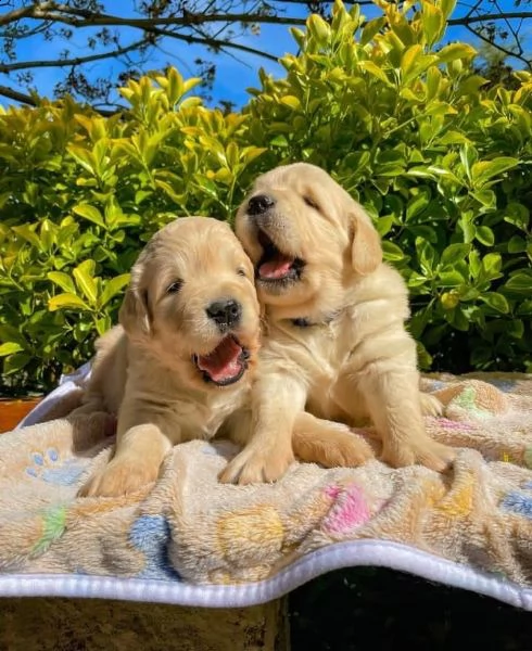 regalo golden retriver cuccioli disponibile per l'adozione adorabili cuccioli di golden retriver fem