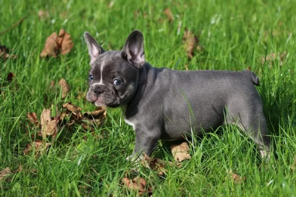dolcissimi cuccioli di bulldog francese con | Foto 1