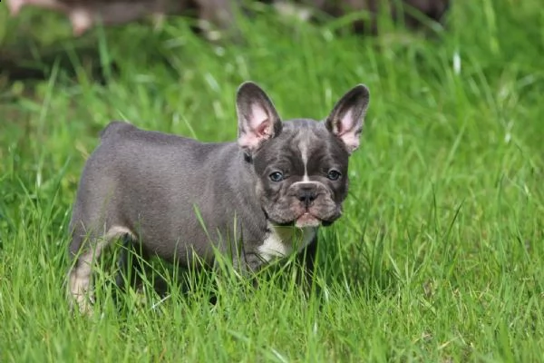 dolcissimi cuccioli di bulldog francese con